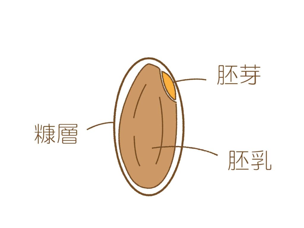 胚芽米１